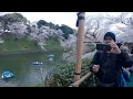 Sightseeing of the Lovely Cherry Blossoms in Chidorigafuchi, Tokyo