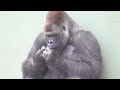 Shabani シャバーニ Gorilla family is energetic. ゴリラの家族は元気です キヨマサ、アニー、アイ、ネネ  Kiyomasa Nene Ai Annie - #192