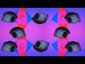 👁 ESCAPE 👁 || Short Animaton