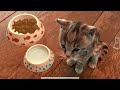 LITTLE KITTEN ADVENTURE - FUNNY JOURNEY OF CATS AND ADVENTURES OF ANIMALS - CARTOON ANIMATION