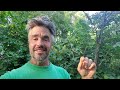 Peach + Paw Paw: Positive Polyculture Permaculture Pals