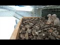 Kestrel Chicks Day 11 -  22nd December 2020