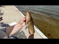 caught this big yellow belly bullhead #bullhead