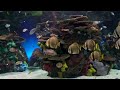 Dream AQUARIUM 4K Underwater Sounds NO Music NO Ads - Fish Tank Underwater Ambience