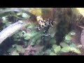 Poison Dart Frog Imitator Intermedius Male Calling