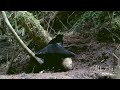 Western Parotia: 4K video of the Ballerina Dance | West Papua | Birds of Paradise