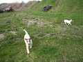 Dogs Video 003  Jack Russel Terriers