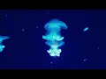 Soothing Jellyfish Aquarium ~ Relaxing Music for Sleep, Study, Meditation & Yoga