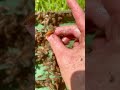 Watch me remove honeybees from a water meter.