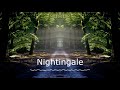 Nightingale - Lo-Fi