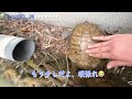 障害物ありの過去一大変だったモナカの産卵…無事に産めたのか？#コメント欄見てね