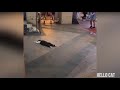 WoW so cute cats 😍 |Funniest thing that ever happened 😂 #Cutecate #funnycat #catreaction