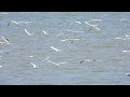 Kokmeeuwen boven Waddenzee (2)