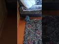 Неугомонный кот Дымок