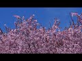 Cherry-plum flowers (1080p 50fps) 🌸