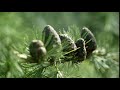 larch cones growing in row on branch with needles branches with cones and needles on lar