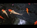 Amazing Catch Tiny Ornamental Pufferfish, Turtles, Ornamental Fish, Koi, Striped Fish, Angelfish