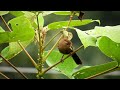 Bhutan Laughingthrush. I have shot this video In Shergaon and Mandala🤗 Arunachal Pradesh 🤗🤗