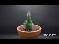 Pine Tree Time-lapse 300 Days