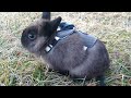 Rabbits Go Outside For The FIRST TIME!