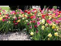 Tulips in bloom - Keukenhof garden 2024 - 4K