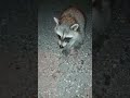 Bradley the Trash Panda.