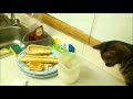 Ruby The Cute Cat Gets Eyes Cleaned For A Webbox Cats Delight Tasty Sticks