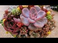 2024.05.30 물구멍이 없는 화분에 다육이 잘 키우는 꿀팁! 모듬합식 해요🌸💕Tips for growing succulents in a pot with no holes