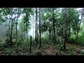 The gentle sound of rain forest, lack of sleep and relaxing your mind [sleep, relaxation ASMR]