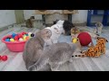 Funniest Animals 2024 🤣 Best Funny Cats and Dogs Videos 😻🐶 Part 26