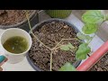 3 ताकतवर खाद घर में बनाएं | मोगरे का पौधा फूल और खुशबू से भर जाएगा#Homemade#Organic#Fertilizer#care