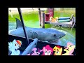 Ponies on Jaws - Tram Tour Version