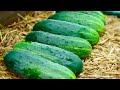 Do This To Avoid Diseased Cucumber Plants