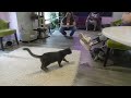 BACK TO THE LADY CAT CAFE FINAL PART