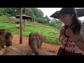 Cambodia Trip 2023 Ep25: Elefin Farm & Cafe in Chiang Mai Thailand