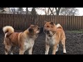 Akitas debating Covid19 disbursment policy