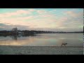 happy dog prances from left to right in the frame wagging tail by reflective bay