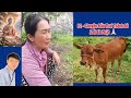 P2 - Chú Bò Khóc Quỳ Lạy Cô Cắt Cỏ - Phải Chăng Là Người Đầu Thai