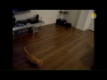 Cats Chasing Laser Pointers Compilation
