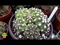 How I Grow my Echinopsis subdenudata Cacti 'Domino Cactus' 'Easter Lily Cactus' #cactus #cacti