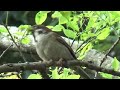 Eurasian Tree Sparrow ( Passer montanus ) Parent and Child etc. in May and April 2024