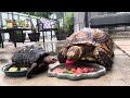 Pikachu and Skippy having a feast on a rainy day #sulcatatortoise #tortoise #eatingcompetition