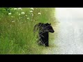 Alligator River National Wildlife Refuge - Black Bear: 6-8-2023