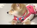 泣き叫ぶ子犬・・・それを助けるボス柴犬