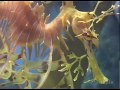 Leafy Sea Dragons