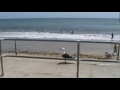 Feeding Seagulls