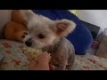 Yorkie eating yellow corn