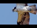 Did My Camera Ruin My Bird Photography Vlog?