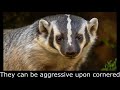 Badger fax