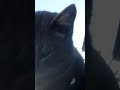 Grey Tabby cat (Tiger) 🐯🐯🐱🐱 Video 2